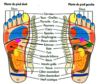 Un schema représentant les zones sensibles des pieds